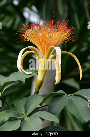 Guiana Castagno Fiore, Pachira aquatica, Malvaceae, America Centrale e Sud America Foto Stock