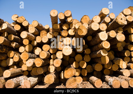 Estremità di taglio di rotoli impilati nel mulino di legname cantiere Foto Stock