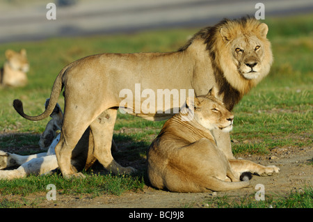 Foto di stock di un leone e leonessa a coppia, Ndutu, Tanzania, febbraio 2009. Foto Stock