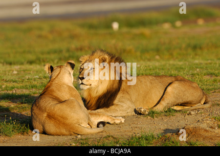 Foto di stock di un maschio e femmina lion che stabilisce insieme, Ndutu, Ngorongoro Conservation Area, Tanzania, febbraio 2009. Foto Stock