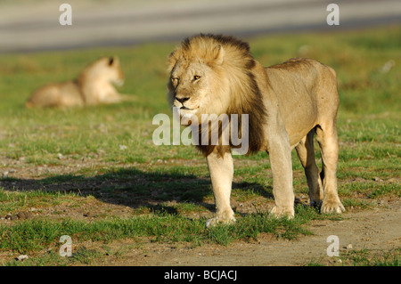 Foto di stock di un leone e lionesss dal lago Masek orgoglio, Ndutu, Ngorongoro Conservation Area, Tanzania, febbraio 2009. Foto Stock