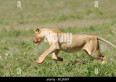 Stock Foto di un giovane leone divertendosi, Ndutu, Tanzania, febbraio 2009. Foto Stock