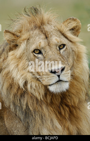 Stock photo closeup immagine di un grande maschio lion, Ndutu, Ngorongoro Conservation Area, Tanzania, febbraio 2009. Foto Stock