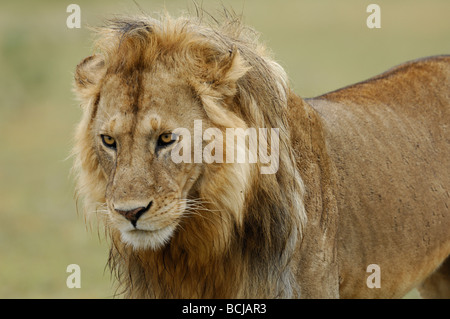 Stock photo closeup immagine di un grande maschio lion, Ndutu, Ngorongoro Conservation Area, Tanzania, febbraio 2009. Foto Stock