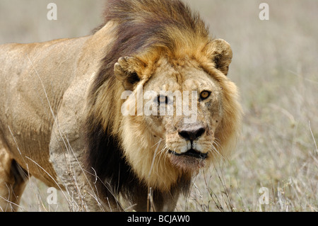 Foto di stock di un grande maschio lion a piedi attraverso la erba secca, Ndutu, Tanzania, febbraio 2009. Foto Stock