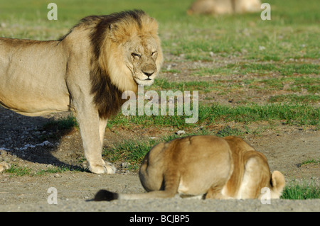 Foto di stock di un leone e lionesss dal lago Masek orgoglio, Ndutu, Ngorongoro Conservation Area, Tanzania, febbraio 2009. Foto Stock
