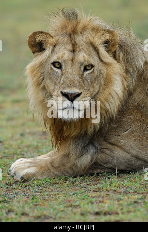 Stock photo closeup immagine di un grande maschio lion, Ndutu, Ngorongoro Conservation Area, Tanzania, febbraio 2009. Foto Stock