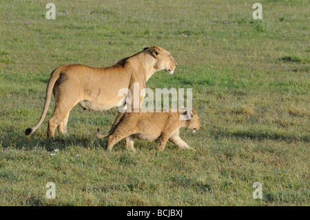 Foto di stock di una leonessa e cub attraversando a piedi il breve-erba pianure del Serengeti, Tanzania, febbraio 2009. Foto Stock