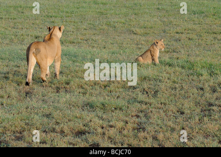 Foto di stock di una leonessa e cub attraversando a piedi il breve-erba pianure del Serengeti, Tanzania, febbraio 2009. Foto Stock
