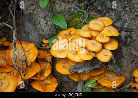Wild orange funghi dalla corteccia di un albero Foto Stock