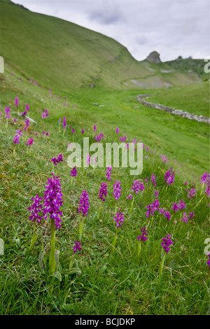 Inizio viola orchidee in Cressbrookdale Foto Stock