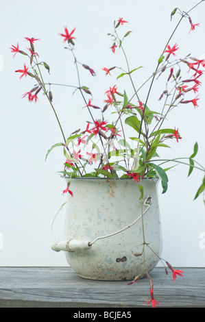 Silene virginica o incendio rosa fiori selvatici in un antico piatto isolato su bianco Foto Stock