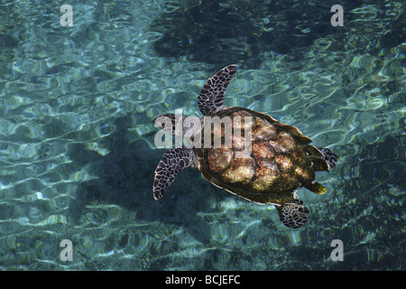 Tartaruga Verde - Chelonia Mydas Foto Stock