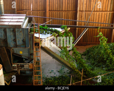 Luppolo macchina di prelievo Baviera Germania humulus lupulus Foto Stock