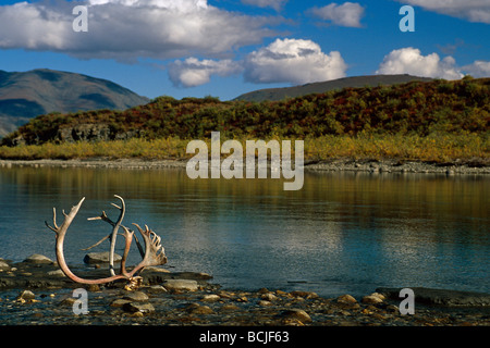 Caribou palchi sulla riva lungo il fiume Noatak AR AK Estate Porte di Arctic NP Foto Stock