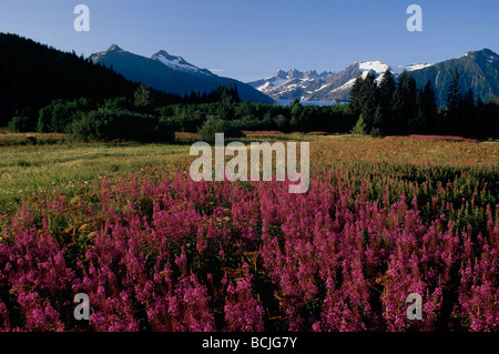 Campo Fireweed & Mendenhall Glacier Landscsape SE Alaska Foto Stock