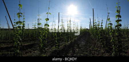 Comune di Humulus lupulus piantagione di luppolo Foto Stock