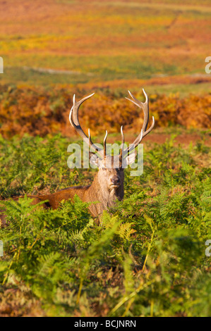 Cervi, Glenfield Lodge Park, Leicestershire, Inghilterra Foto Stock