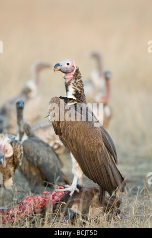 King Vulture su una carcassa Foto Stock