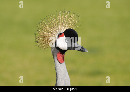 Primo piano di un Grey Crowned Crane. Isole Canarie Fuerteventura, Spagna Foto Stock