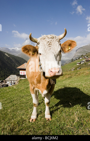 Mucca in piedi su un pendio Foto Stock
