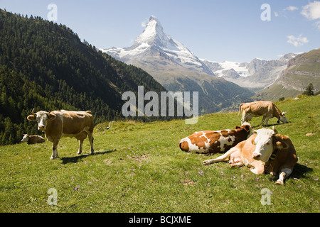 Le mucche in appoggio sul fianco di una collina Foto Stock