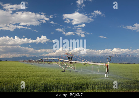 Alamosa Colorado un perno centrale di un sistema di irrigazione acque un raccolto nell'alto deserto del San Luis Valley Foto Stock