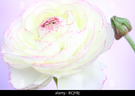 Bella bianca ranunculus con rosa scuro petali a punta e bud arte fotografia Jane Ann Butler JABP Fotografia395 Foto Stock