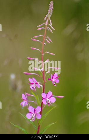 Rose-bay, Willow-herb (Chamerion angustifolium (L.) Holub (Epilobium angustifolium L., Chamaenerion angustifolium (L.) Scop.) Foto Stock