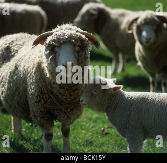 Il Dorset horn pecora con il suo lamb Foto Stock