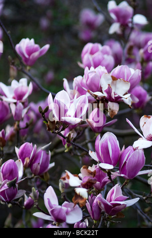 Piattino albero di Magnolia noto anche come Tulip Tree Foto Stock