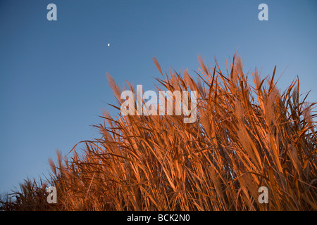 Miscanthus giganteus inerbimento per i biocarburanti Foto Stock