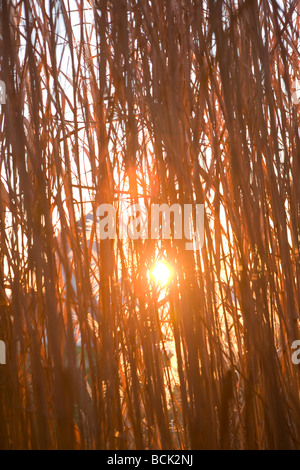 Miscanthus giganteus inerbimento per i biocarburanti Foto Stock