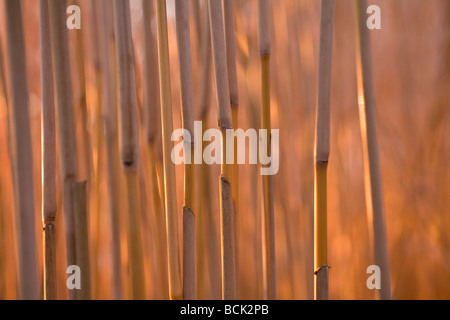 Miscanthus giganteus inerbimento per i biocarburanti Foto Stock