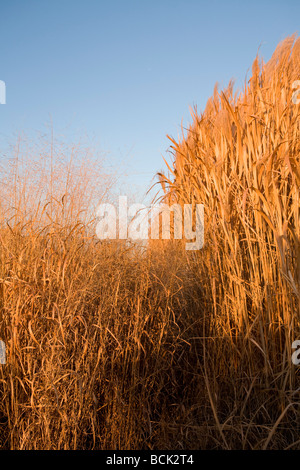 Miscanthus giganteus inerbimento per i biocarburanti Foto Stock