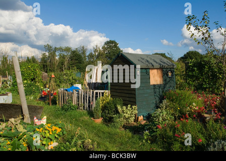 Un giardino verde capannone in un'assegnazione sud-ovest di Londra Inghilterra 2000 Regno Unito HOMER SYKES Foto Stock