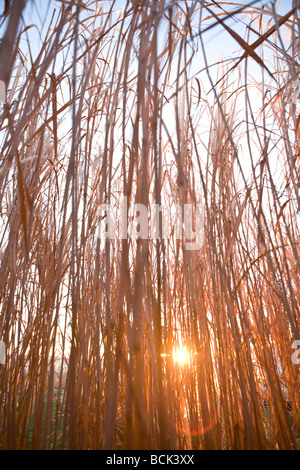 Miscanthus giganteus inerbimento per i biocarburanti Foto Stock