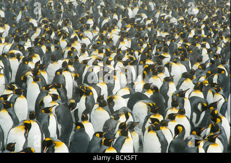 Re pinguini (Aptenodytes patagonicus) muta adulti in ottobre, Georgia del Sud Foto Stock