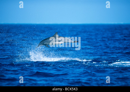 Spinner (Delfino Stenella longirostris) Gara hawaiano, Midway Atoll, NW isola hawaiana Febbraio Foto Stock