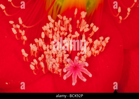 Un extreme close up di un'orchidea cactus fiore rosso Epiphyllum ackermannii Foto Stock