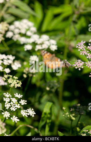 Bee seduta su un fiore rosa raccogliendo miele con in sottofondo un dipinto di lady butterfly Foto Stock