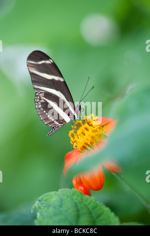 Heliconius charithonia. Zebra longwing farfalla in un inglese un allevamento di farfalle. Regno Unito Foto Stock