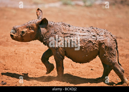 Kenya, Nairobi. Un bambino orfano il rinoceronte nero al David Sheldrick Wildlife Trust nel Parco Nazionale di Nairobi. Foto Stock