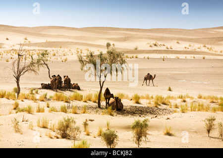 Cammelli rifugiandosi sotto gli alberi nel deserto Foto Stock