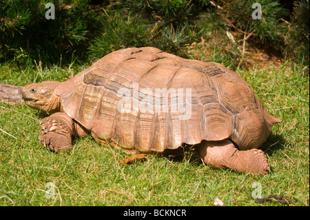 Primo piano della African spronato Tartaruga Geochelone sulcata Foto Stock