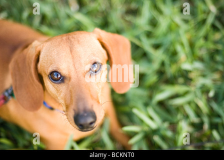 Ritratto di cane bassotto Foto Stock