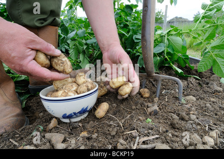 Primo inizio per le patate di primizia di Arran pilota scavate di fresco tuberi essendo riuniti in Cina ciotola UK potrebbe Foto Stock