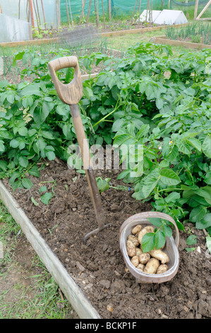 Primo inizio per le patate di primizia di Arran fresco pilota scavate sul piccolo appezzamento di aggiudicazione UK potrebbe Foto Stock