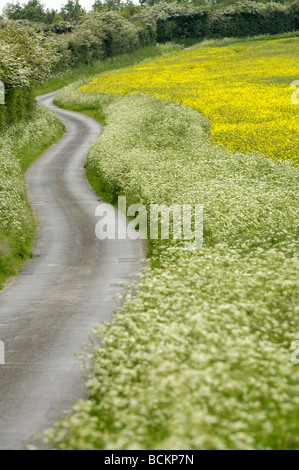 Paese di avvolgimento lane con Cow prezzemolo coperto sconfinano UK potrebbe Foto Stock