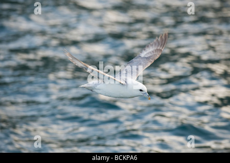 Northern Fulmar (Fulmarus glacialis) in volo, minion, Scozia Foto Stock